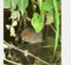 Ratty returns to riverbank after absence of a decade